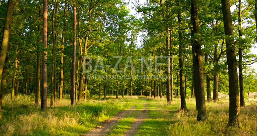 Реестр самовольно занятых лесных участков земель лесного фонда на территории Московской области
